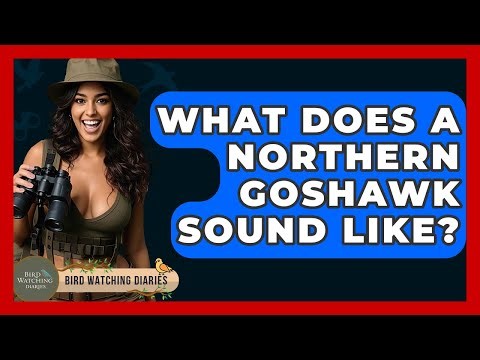 What Does A Northern Goshawk Sound Like? - Bird Watching Diaries