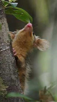 New Roots | Biodiversity | Discovery Brazil