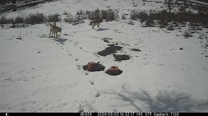 Grey Wolves at the Rubbing Tree near the bog. | Help Alberta Wildies Society
