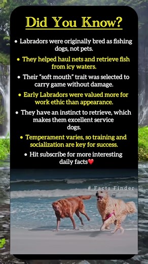 Labradors: From Fishermen’s Helpers to Family Favorites #viral #shorts #animals