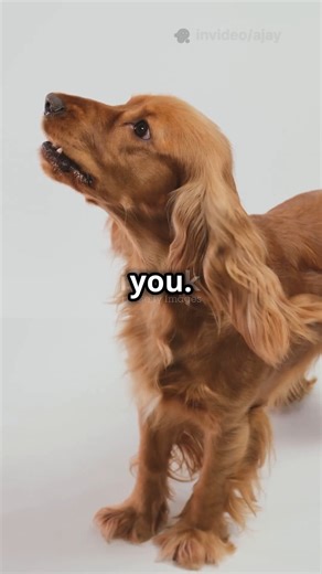 “10 Dog Facts You Never Knew 🤯🐶 | Crazy & Unknown Dog Secrets”