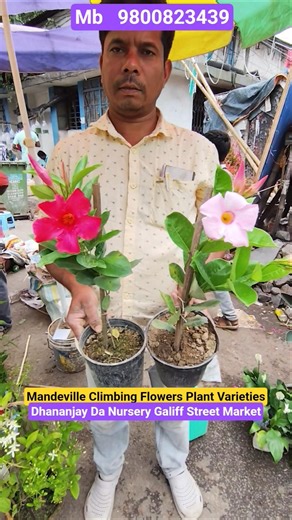 Wonderful Mandeville Flowers Plant Varieties #shorts #price