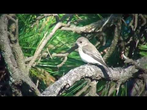 エゾビタキ（1）鳴き声あり - Grey-streaked Flycatcher - Wild Bird - 野鳥 動画図鑑