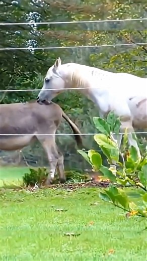 Страсть жеребца в дикой природе 🐎❤️ | Спаривание лошадей #лошади #природа #животные