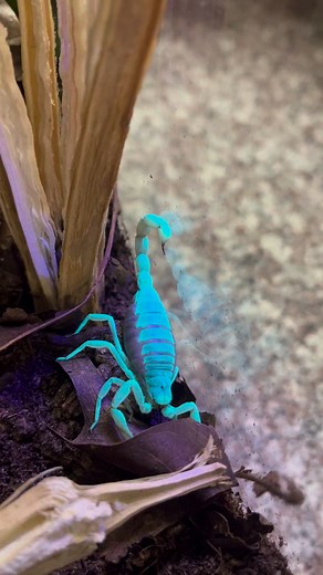 Desert hairy scorpions, scientifically known as Hadrurus arizonensis, possess a fascinating feature that sets them apart from other scorpion species – they fluoresce or glow under ultraviolet (UV) lights. This unique quality is intriguing and serves various functions in their natural habitat. When exposed to UV light, these scorpions emit a vibrant, blue-green glow, which can be a mesmerizing sight. The mechanism behind this fluorescent phenomenon involves a substance in their exoskeleton called
