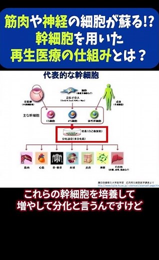 ■【再生医療】筋肉や神経の細胞が蘇る!?幹細胞を用いた再生医療の仕組みとは？
