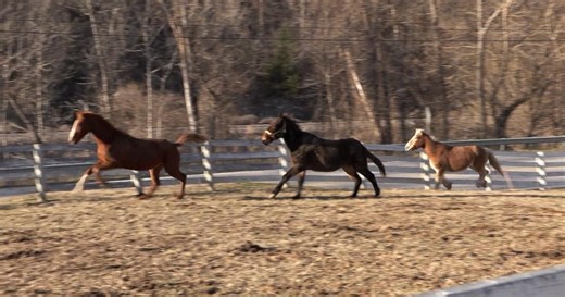 Group Working to Save Free-Roaming Horses