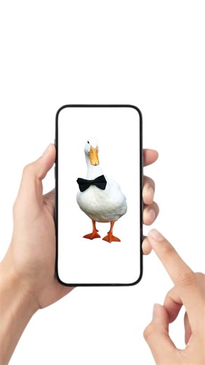Why is this DUCK sad… #explained