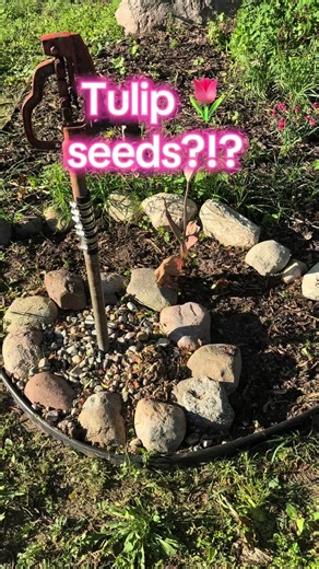 Growing Tulips from Seeds: A Complete Guide