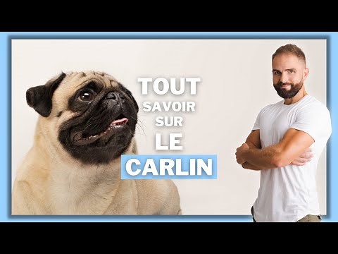 Pug dog breed: character, training, behavior, health of this purebred dog...