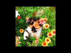 [FREE FOR PROFIT] Glaive x Brakence Hyperpop Type Beat - "fortune"