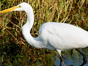GPS trackers help NC scientists map egret migration