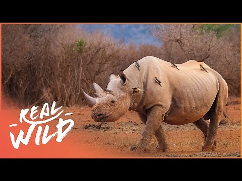 Black Rhino's Walking Freely Through The Open Savanna