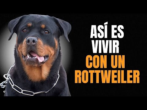 ROTTWEILER: Personality and Temperament - IS IT RIGHT FOR YOU?
