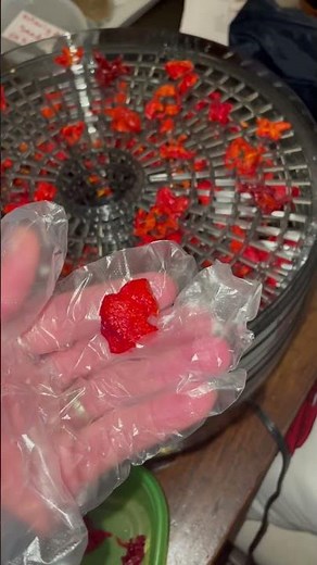 Dehydrating habanero peppers 🌶️ 11/2/23 follow up