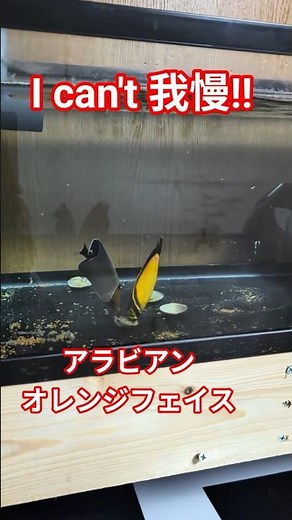 【餌付け開始‼️】【特別公開🎦】【超高級魚⁉️】チョウチョウウオの餌付けで、こんなに緊張するの、初めてです😅 #チョウチョウウオ ＃餌付け水槽 #shorts