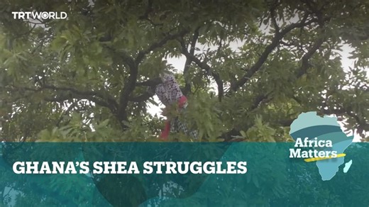 Shea tree production in Ghana supports around half a million families. But a vital source of food and income is now threatened by climate change and deforestation. Watch the full episode of Africa Matters: https://trt.world/cynq | TRT World