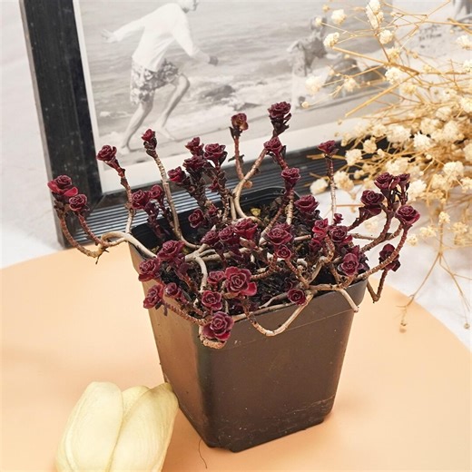 Sedum Spurium Dragon's Blood, Rare Succulent and Best Gift - Etsy