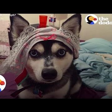 Pets Stealing Underwear Compilation | The Dodo Daily