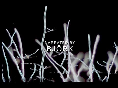 Fungi: Web of Life Trailer (IMAX movie, narrated by Björk, presented by Merlin Sheldrake)