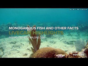 Monogamous Fish! Pooping Parrotfish! and Other Sea Life Facts