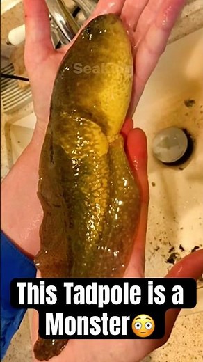 This Tadpole Is HUGE… And It’s Not a Fish! #animalfacts #shortvideo #bullfrogs