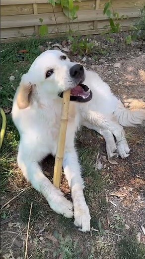 5 Things to Know Before Adopting a Golden Retriever 🐶💛
