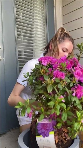 Container planting, but make it royal! 👑