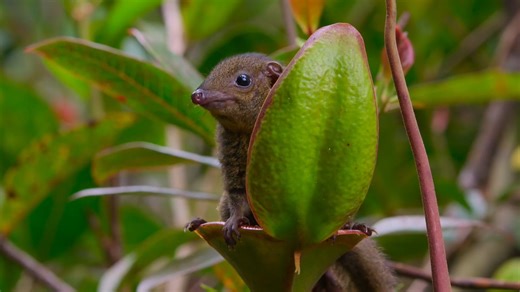 自然界唯一拥有马桶的动物