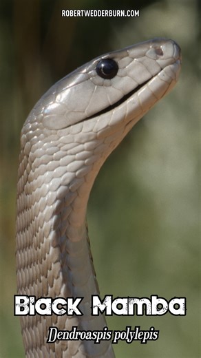 Do Black Mambas Chase People? #snake #blackmamba #venom | Robert Wedderburn Productions