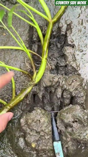 🌾🛠️ Localized Mud-Matrix Fracturing and Precision Substrate Aeration