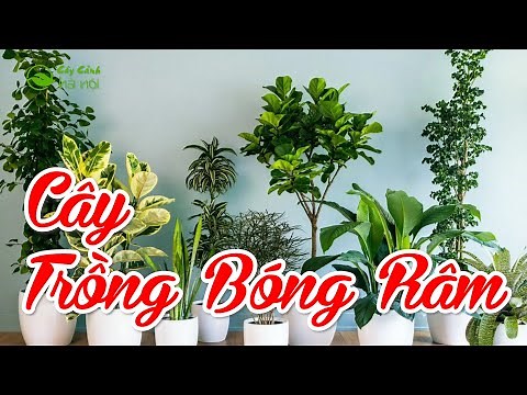 Top 5 indoor plants that can tolerate shade and low light and grow very well