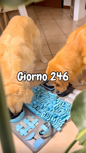 Snuffle Mat per cani: come tenere il cane impegnato in casa