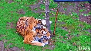 331K views · 10K reactions | And the most patient parent award goes...