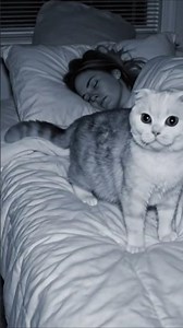 Cats Jumping on the Bed at Night 😹🌙