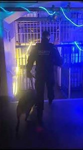 Security Dog Handler on a Live Event Shift | Control, Discipline and Real-World Deployment