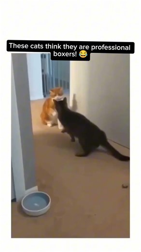 Cat Boxing Match 🥊 Funniest Cat Fight in the Ring 😂 | Myov Studio