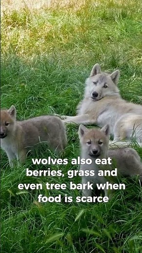 Wolves Aren’t Just Meat Eaters! 🥩🍇