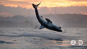 19K views · 911 reactions | Join Atlantic White Shark Conservancy for this virtual #SharkWeek event to support 麗 research and conservation. Learn more at www.atlanticwhiteshark.org | Shark Week | Facebook