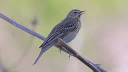 Bird - Tree Pipit sits on dry grass and sings its song on a sunny...