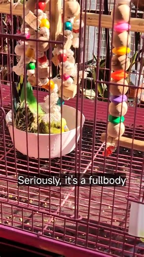 Australian budgie bath fun