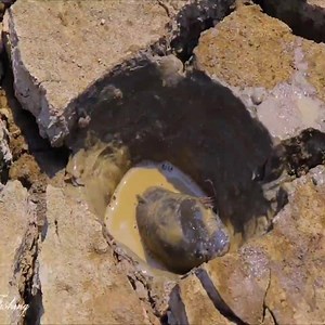 3.2K views · 48 reactions | New way to catch fish | Catch and Cooked | Facebook