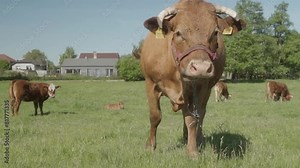An old cow with tags on her ears chews grass, showing her tongue and waving her ears and tail to ward off a swarm of annoying flies. Cows graze in the pasture. Cow breeding and animal husbandry.