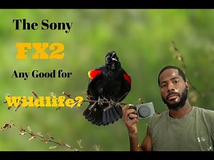 The Ultimate Camera for Wildlife Photography (TESTED)