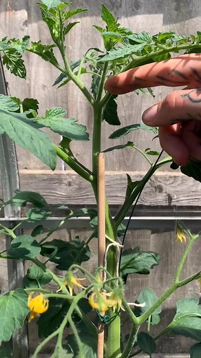 Cloning Tomatoes for Unlimited Plants: A Guide