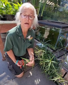 How to treat scale insects in one minute or less! | Green Thumb Nursery - Lake Forest