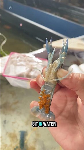 What Happens Inside a Crayfish Tank? #crawfish