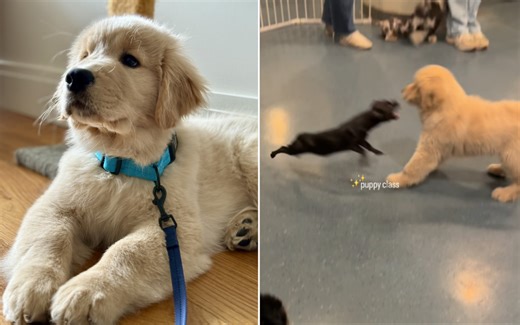 Watch as golden retriever vs. chihuahua showdown happens at doggy day care