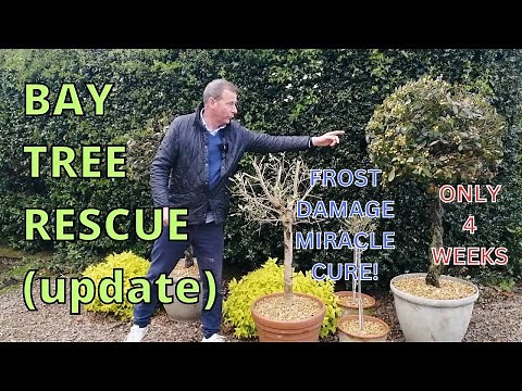 Bay Tree Rescue update. FROST DAMAGE MIRACLE CURE