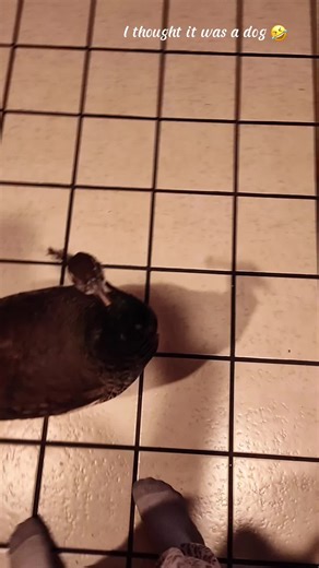 Funny Peacock Moments That Will Make You Laugh